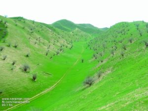 گزارش تصویری از فضای سرسبز و زیبای پسته‌لیق بادغیس