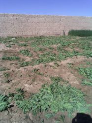 6 و نیم جریب زمین در دو ولسوالی از بین برده شد