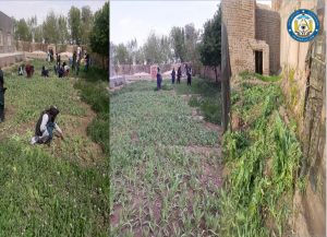 تخریب 215 جریب زمین کشت کوکنار در هرات؛ 25 نفر بازداشت شدند
