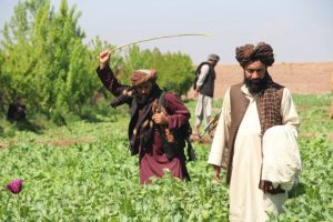 در امر مبارزه با مواد مخدر در هرات؛ دو صد جریب زمین تخریب و چهل تن هم بازداشت شدند