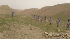 آغاز کمپاین مجادله علیه آفت ملخ در بادغیس