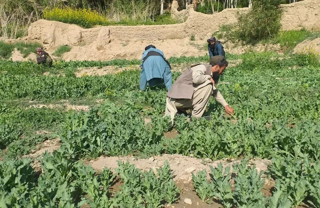 تخریب کشتزارهای مواد مخدر همزمان با حریق هزاران کیلوگرام «یامه» در غور