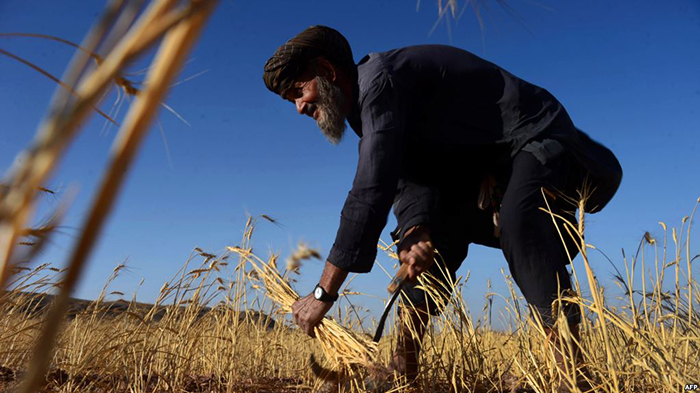 اثرات خشکسالی؛ کاهش 80 درصدی محصولاتی للمی زراعتی در هرات