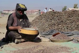افغانستان به ارزش دو میلیارد افغانی جلغوزه صادر کرده است
