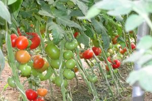 واردات مشابه هم‌چنان چالش بزرگ برای کشاورزان فراهی