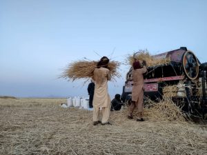 حذف کشت کوکنار باعث رشد 23 درصدی کشت گندم در فراه شد