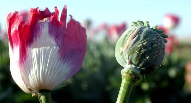 سرمایه گذاری در بخش زراعت برای جایگزن کوکنار در افغانستان ضروری است