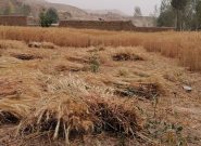 گزارش تصویری از فصل برداشت گندم در ولایت بامیان