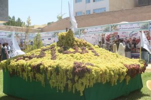 هفتمین جشنواره انگور هرات؛ خشک سالی و سرما باعث کاهش محصولات شده است