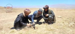 پروسه سروی سم‌زدایی آفات ملخ برای 20 روز در غور شروع شد