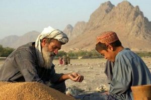 به هدف رشد زراعت در فراه؛ برای دو هزار دهقان بذر اصلاح شده توزیع شد