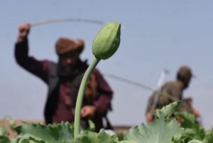کاهش 95 درصدی کشت تریاک در افغانستان
