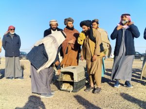 ممنوعیت شکار و پرورش پرندگان کم‌یاب؛ آزاد سازی صدها پرنده (حباری) در فراه