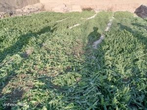 21 جریب زمین کشت‌زار مواد مخدر در فراه تخریب شد