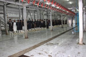 مسئولان کشتارگاه هرات: صحی و سالم ترین گوشت برای مردم در بازار عرضه می‌شود