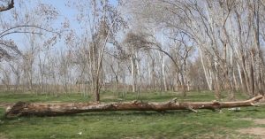 کاهش جنگلات هرات؛ اداره محیط زیست هرات خواهان همکاری مردم شد