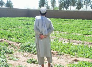 دو جریب زمین از کشت مواد مخدر در هرات پاکسازی شد