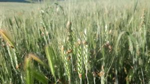 کشتزارهای گندم آبکمری بادغیس در محاصره حشره «کفشک»