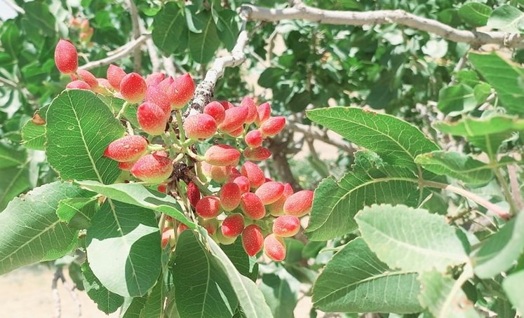 لبخند دانههای پسته بادغیس تا چند روز دیگر باز میشود