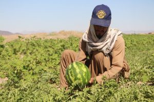 خربزه و هندوانه؛ کشت محبوب در ولسوالی‌های جنوبی هرات