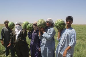 بارندگی و طوفان‌ها؛ حاصلات هندوانه در فراه کاهش یافته است