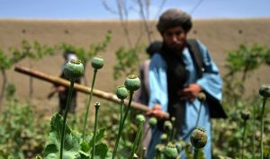 20 جریب کشتزار مواد مخدر در غور نابود شد
