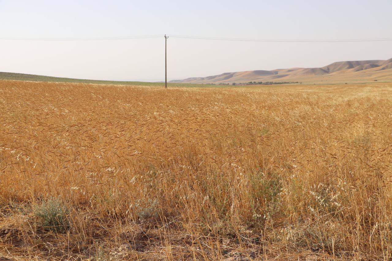 حاصل خوب گندم برای کشاورزان رباط سنگی هرات