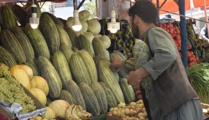 خربزه شیرین بادغیس وارد بازار فروش شد