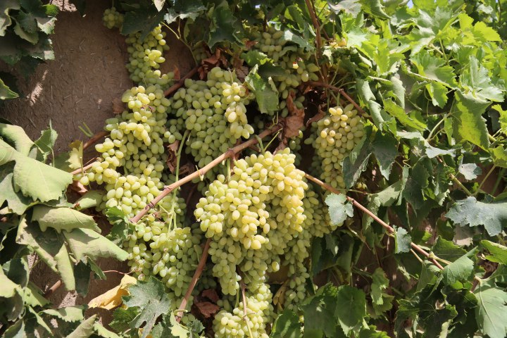 برگزاری جشن انگور؛ حاصلات انگور هرات 35 درصد افزایش داشته است