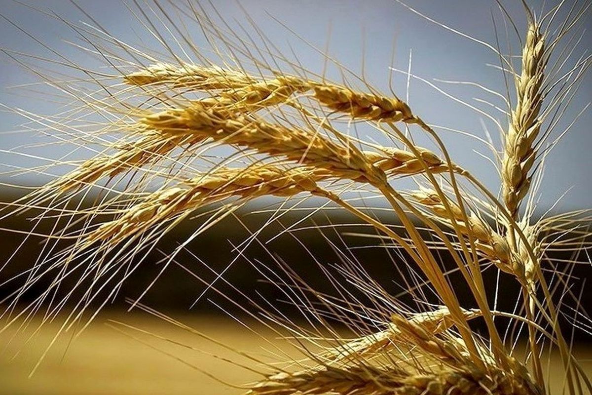 ریاست زراعت هرات گندم های اضافه دهقانان را خریداری می‌کند