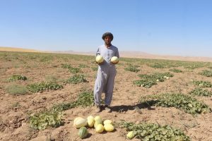 افزایش 20 درصدی حاصلات خربزه و هندوانه للمی ولسوالی رباط سنگی
