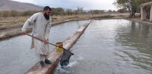تلاش یک جوان در هرات؛ گسترش پرورش ماهی به شش ولایت افغانستان