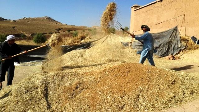 توزیع گسترده تخم گندم و کود کیمیاوی برای ۲۷۰۰ دهقان