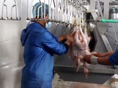 افتتاح کشتارگاه معیاری در فراه با سرمایه‌گذاری ۶۰۰ هزار دالری