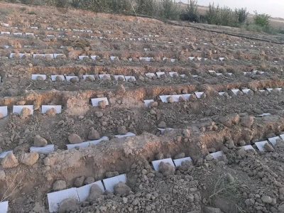راه اندازی نهال‌خانه نبات طبی آنغوزه در فراه