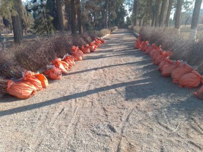 گسترش باغ داری؛ آغاز ساخت ۱۰ باغ عناب در فراه