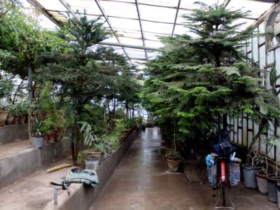برای گسترش فضای سبز و زیبایی هرات؛ غرس صد هزار قلمه گل زینتی