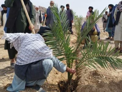 آغاز کمپاین نهال‌شانی در فراه؛ کاشت درخت خرما و زیتون در اولویت اداره شهرداری