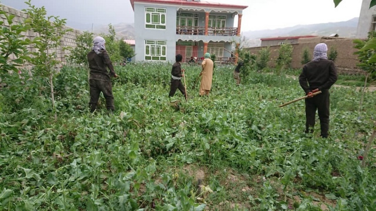 کشت تریاک و چرس در هرات نزدیک به صفر شد!