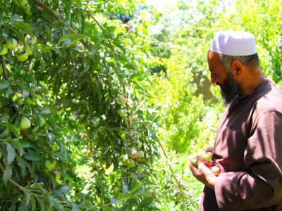 افزایش ۱۰ درصدی حاصلات میوه‌های فصلی در هرات؛ باغداران خواستار ایجاد سردخانه‌های معیاری شدند