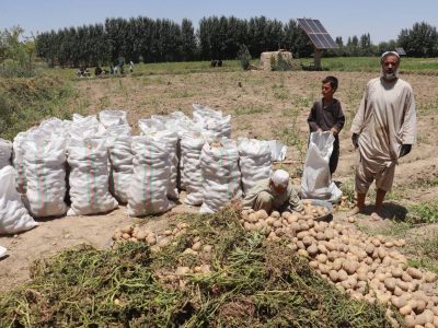 افزایش ۱۰ درصدی حاصلات کچالو در هرات؛ کشاورزان خواستار ایجاد سردخانه‌ شدند