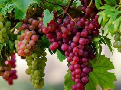 تاکید والی هرات بر تسهیل صادرات میوه‌های تازه در فصل برداشت
