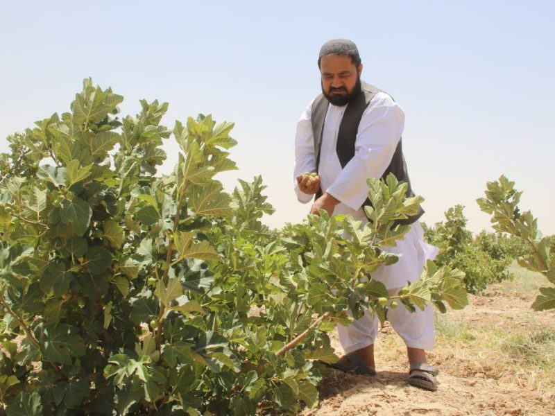 افزایش ۱۰ درصدی حاصلات انجیر در هرات؛ صادرات به هند و امارات جریان دارد
