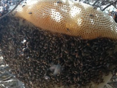 افزایش علاقمندی به پرورش زنبور عسل کوهی در هرات؛ ترکیبی از سنت و نوآوری