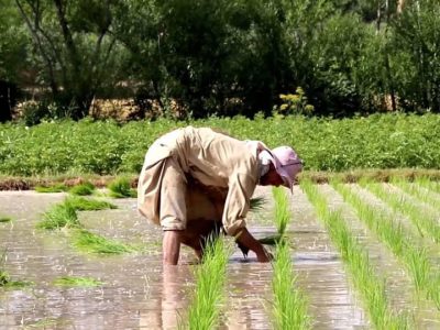 کاهش منابع آب زیرزمینی، مقام‌های هرات را به محدودسازی کشت شالی واداشته است