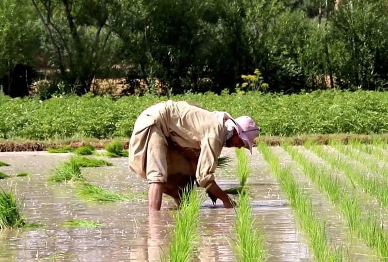 کاهش منابع آب زیرزمینی، مقامهای هرات را به محدودسازی کشت شالی واداشته است