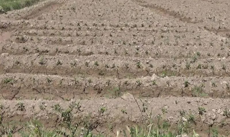 تاکید والی هرات بر رفع کمبود آب در ولسوالیهای زندهجان و غوریان هرات