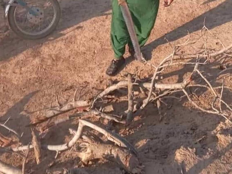 بازداشت هفت تن به اتهام قطع جنگلات در بادغیس