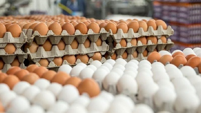 هرات به خودکفایی در تولید گوشت و تخممرغ رسید؛ ۱۲۰ میلیون دالر سرمایهگذاری در بخش مرغداری