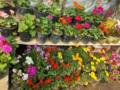 شهرداری فراه سه مرکز پرورش گلهای تزئینی برای زیبایی شهر ایجاد کرد